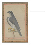 Falcon, c. 1770 by Unknown