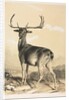 Fallow Deer by William Barraud; Henry Barraud