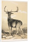 Fallow Deer by William Barraud; Henry Barraud
