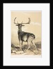 Fallow Deer by William Barraud; Henry Barraud