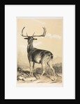 Fallow Deer by William Barraud; Henry Barraud