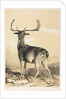 Fallow Deer by William Barraud; Henry Barraud