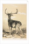 Fallow Deer by William Barraud; Henry Barraud