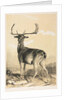 Fallow Deer by William Barraud; Henry Barraud
