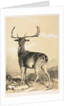 Fallow Deer by William Barraud; Henry Barraud