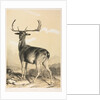 Fallow Deer by William Barraud; Henry Barraud