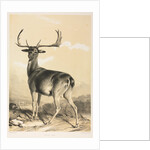 Fallow Deer by William Barraud; Henry Barraud
