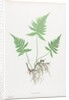 Ferns of Great Britain and Ireland: Polypodium Phegopteris, 1855-1856 by Henry Bradbury; Bradbury and Evans