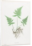 Ferns of Great Britain and Ireland: Polypodium Phegopteris, 1855-1856 by Henry Bradbury; Bradbury and Evans