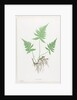 Ferns of Great Britain and Ireland: Polypodium Phegopteris, 1855-1856 by Henry Bradbury; Bradbury and Evans