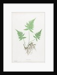 Ferns of Great Britain and Ireland: Polypodium Phegopteris, 1855-1856 by Henry Bradbury; Bradbury and Evans