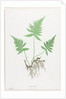 Ferns of Great Britain and Ireland: Polypodium Phegopteris, 1855-1856 by Henry Bradbury; Bradbury and Evans