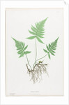 Ferns of Great Britain and Ireland: Polypodium Phegopteris, 1855-1856 by Henry Bradbury; Bradbury and Evans
