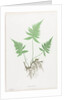 Ferns of Great Britain and Ireland: Polypodium Phegopteris, 1855-1856 by Henry Bradbury; Bradbury and Evans