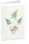 Ferns of Great Britain and Ireland: Polypodium Phegopteris, 1855-1856 by Henry Bradbury; Bradbury and Evans