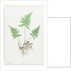 Ferns of Great Britain and Ireland: Polypodium Phegopteris, 1855-1856 by Henry Bradbury; Bradbury and Evans