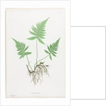 Ferns of Great Britain and Ireland: Polypodium Phegopteris, 1855-1856 by Henry Bradbury; Bradbury and Evans
