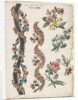 Floral Designs and Floral Bands, 1784 by Giacomo Cavenezia