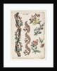 Floral Designs and Floral Bands, 1784 by Giacomo Cavenezia