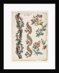 Floral Designs and Floral Bands, 1784 by Giacomo Cavenezia