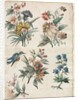 Floral Designs with a Blue Bird, c. 1773/74 by Giacomo Cavenezia