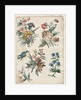 Floral Designs with a Blue Bird, c. 1773/74 by Giacomo Cavenezia