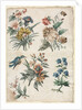 Floral Designs with a Blue Bird, c. 1773/74 by Giacomo Cavenezia