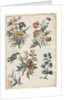 Floral Designs with a Blue Bird, c. 1773/74 by Giacomo Cavenezia
