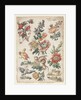 Floral Designs with Birds and Griffon, 1784 by Giacomo Cavenezia