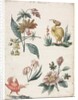 Floral Designs with Two Birds, 1774 by Giacomo Cavenezia