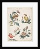 Floral Designs with Two Birds, 1774 by Giacomo Cavenezia