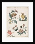 Floral Designs with Two Birds, 1774 by Giacomo Cavenezia