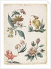 Floral Designs with Two Birds, 1774 by Giacomo Cavenezia