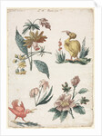 Floral Designs with Two Birds, 1774 by Giacomo Cavenezia