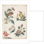 Floral Designs with Two Birds, 1774 by Giacomo Cavenezia