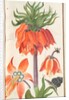 Florilegium: orange fritillaria imperialis, 1608 by Unknown