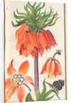 Florilegium: orange fritillaria imperialis, 1608 by Unknown