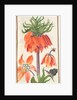 Florilegium: orange fritillaria imperialis, 1608 by Unknown