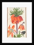 Florilegium: orange fritillaria imperialis, 1608 by Unknown