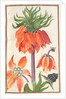 Florilegium: orange fritillaria imperialis, 1608 by Unknown