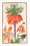 Florilegium: orange fritillaria imperialis, 1608 by Unknown
