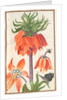 Florilegium: orange fritillaria imperialis, 1608 by Unknown