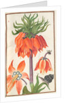 Florilegium: orange fritillaria imperialis, 1608 by Unknown