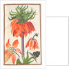 Florilegium: orange fritillaria imperialis, 1608 by Unknown