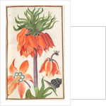 Florilegium: orange fritillaria imperialis, 1608 by Unknown