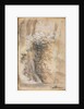 Flowering Bush above an Eroded Bank, 1565-1570 by Federico Barocci