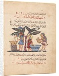 Folio from an Arabic translation of the Materia Medica of Dioscorides, 1224 by Abdallah ibn al-Fadl