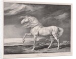Fourteen Celebrated Horses: Adonis, 1824 by James Ward