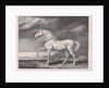 Fourteen Celebrated Horses: Adonis, 1824 by James Ward