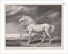 Fourteen Celebrated Horses: Adonis, 1824 by James Ward